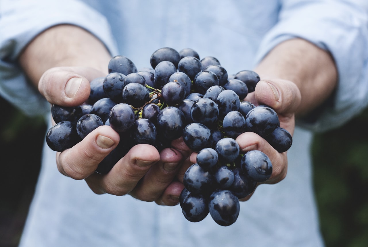 Hands cradling a cluster of dark Malbec grapes at dawn, soft golden light